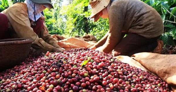 Giá cà phê tăng mạnh