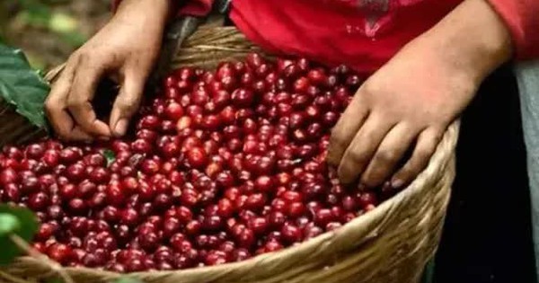 Giá cà phê thiết lập mức đỉnh mới