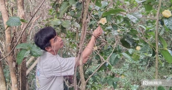 Hành trình biến loài cây dại trên rừng thành "mỏ vàng" của anh thanh niên "gàn dở"