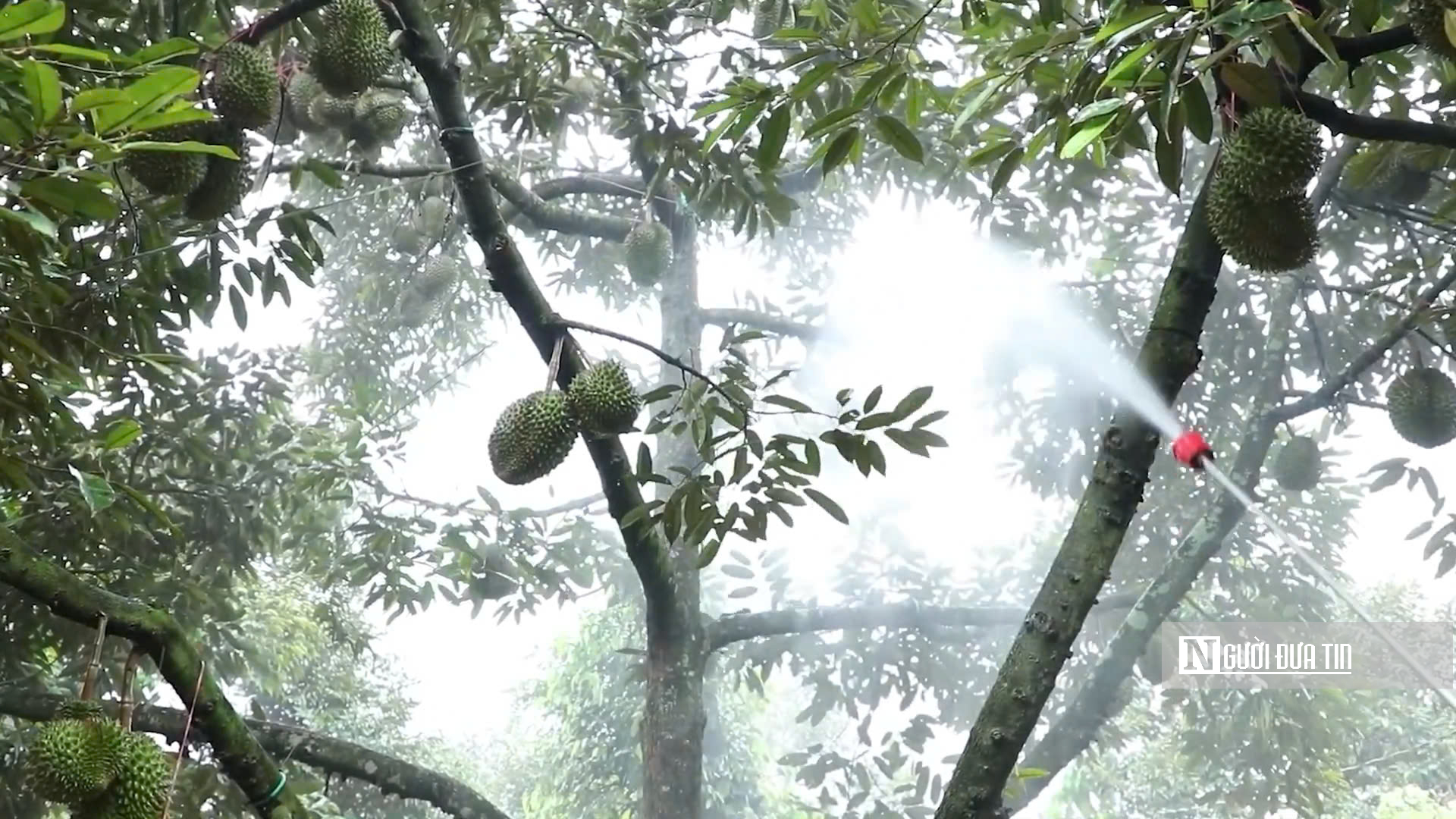 Giá sầu riêng tăng vọt, nguồn cung khan hiếm - Ảnh 1
