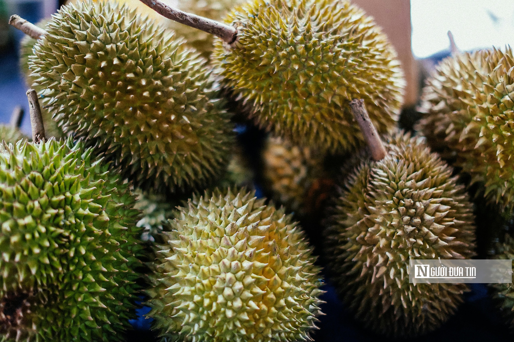 Giá sầu riêng tăng vọt, nguồn cung khan hiếm - Ảnh 3