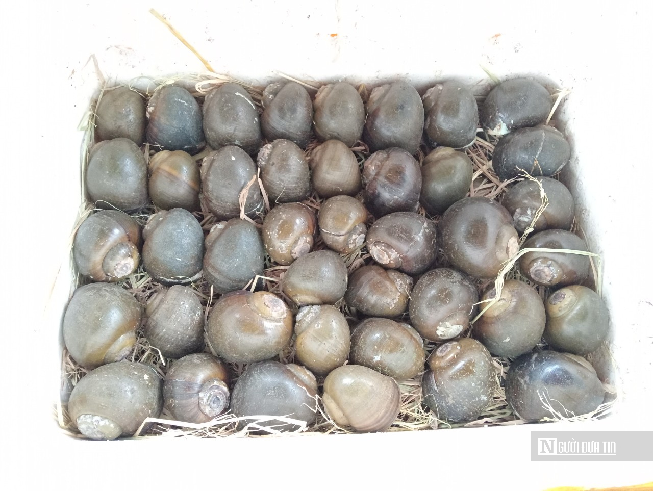 Nuôi con đặc sản hiền như đất, chỉ mê ăn thứ rẻ tiền, chàng trai 8x thu lãi nửa tỷ đồng mỗi năm - Ảnh 4