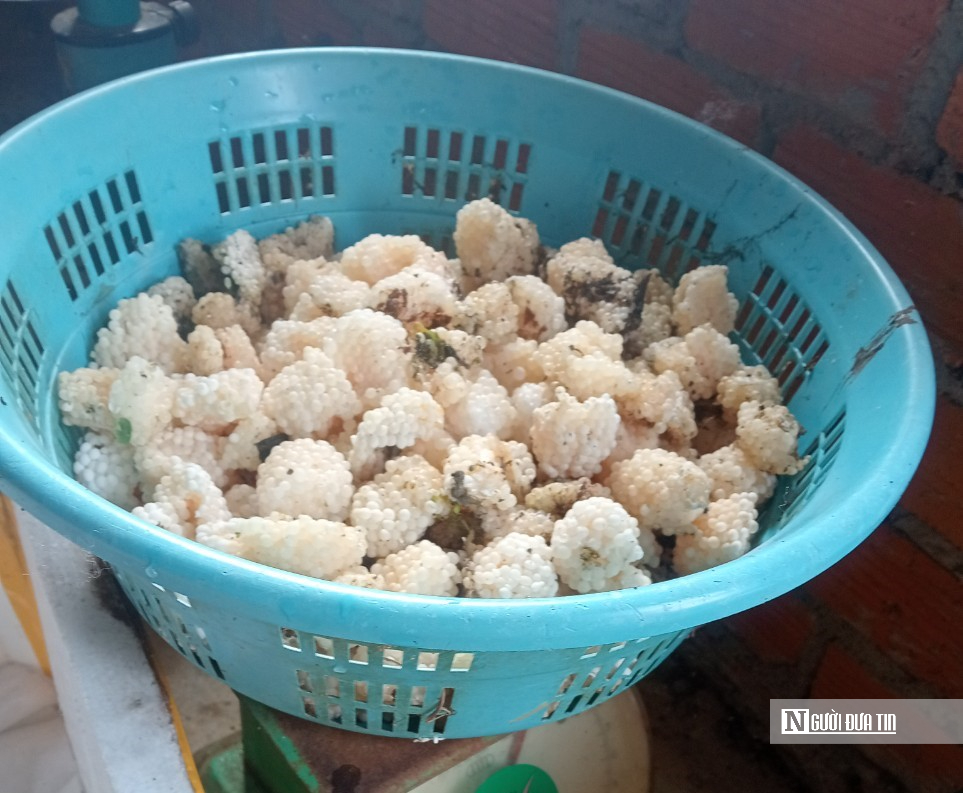 Nuôi con đặc sản hiền như đất, chỉ mê ăn thứ rẻ tiền, chàng trai 8x thu lãi nửa tỷ đồng mỗi năm - Ảnh 5