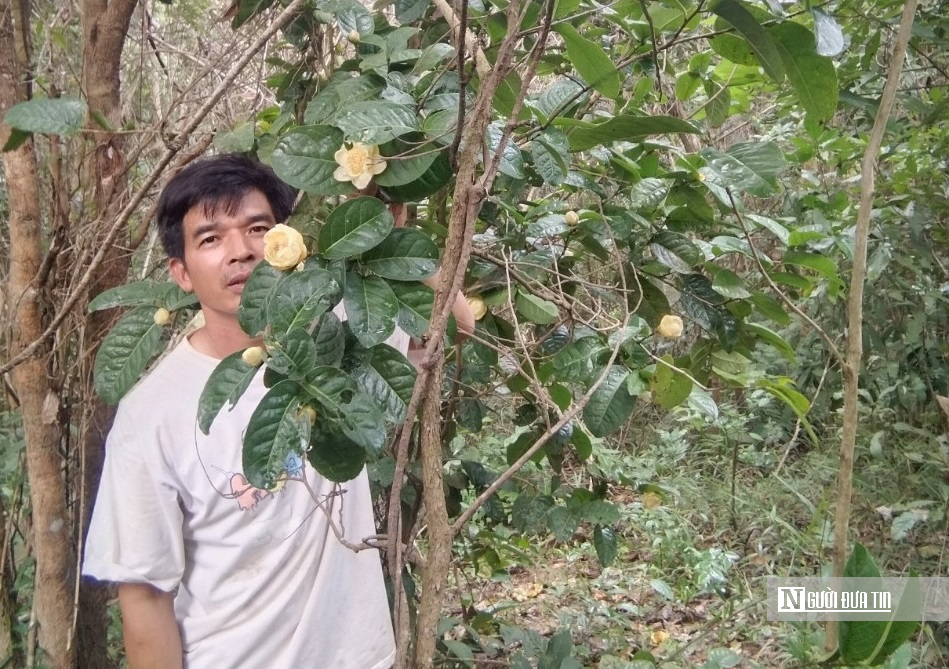 Hành trình biến loài cây dại trên rừng thành "mỏ vàng" của anh thanh niên "gàn dở" - Ảnh 1