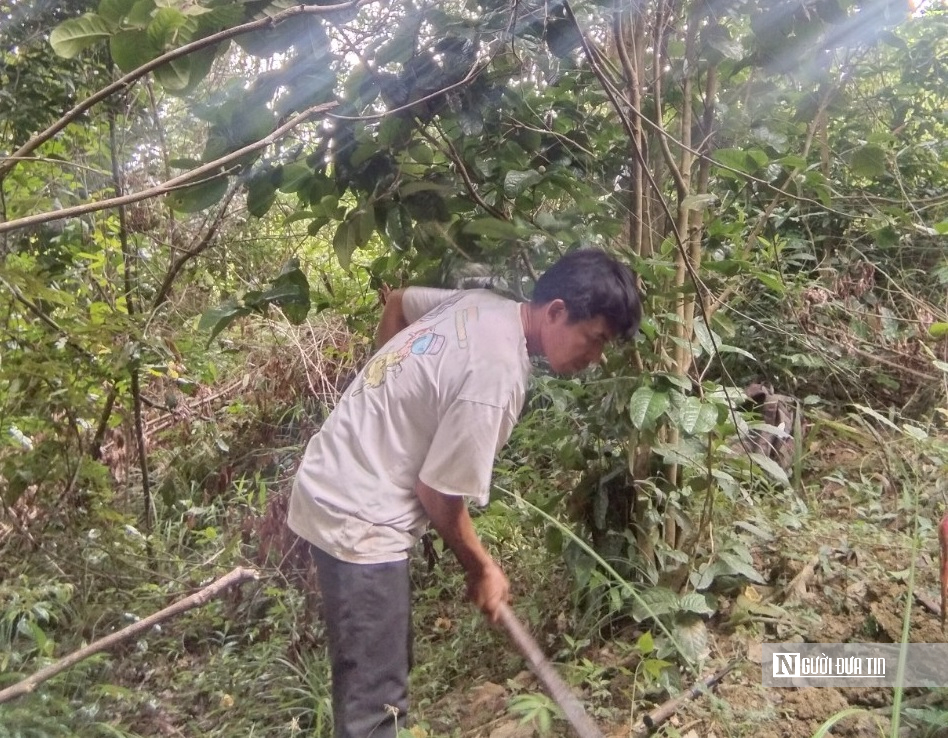 Hành trình biến loài cây dại trên rừng thành "mỏ vàng" của anh thanh niên "gàn dở" - Ảnh 2