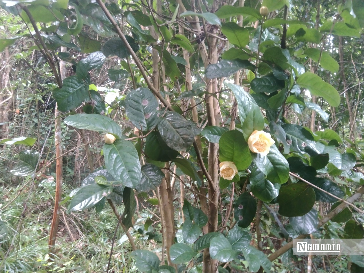 Hành trình biến loài cây dại trên rừng thành "mỏ vàng" của anh thanh niên "gàn dở" - Ảnh 3