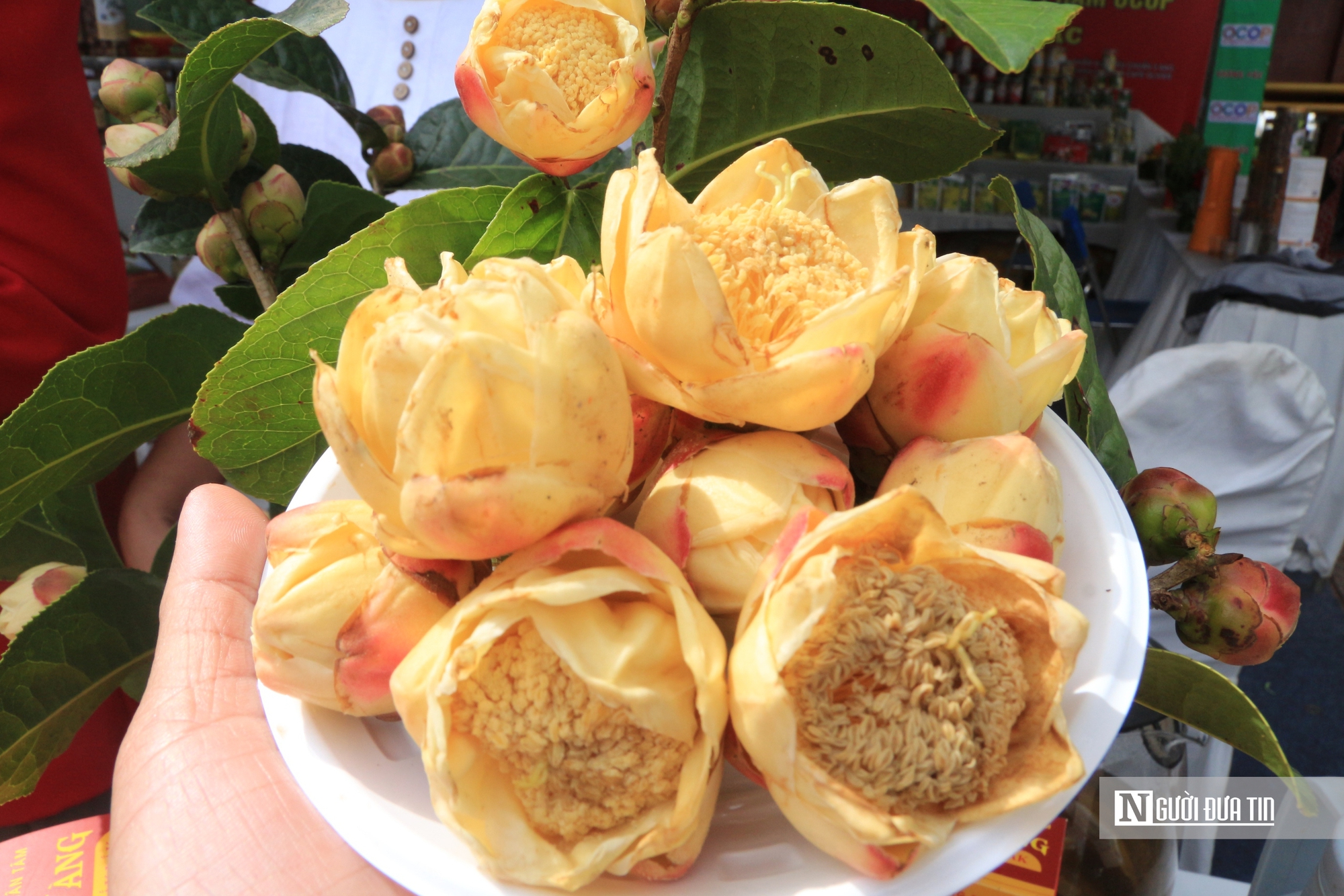 Hành trình biến loài cây dại trên rừng thành "mỏ vàng" của anh thanh niên "gàn dở" - Ảnh 4