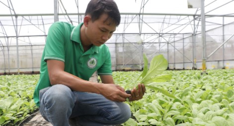 Bỏ phố về quê trồng thứ cây "siêu sạch", anh nông dân thu lãi 8 tỷ đồng - Ảnh 1