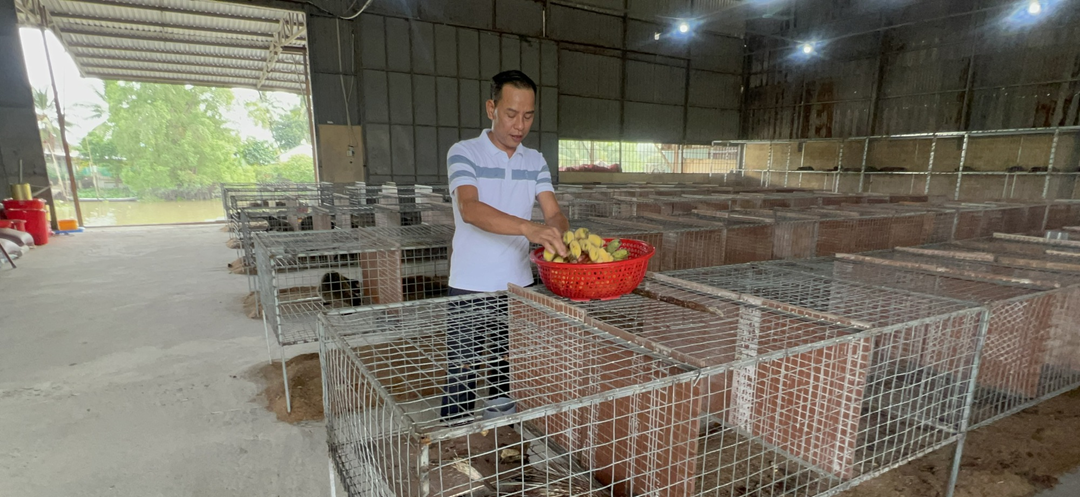 Cãi vợ nuôi đặc sản "dân nhậu thích mê", anh nông dân kiếm hàng tỷ đồng mỗi năm - Ảnh 2