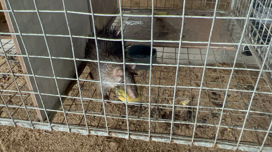 Cãi vợ nuôi đặc sản "dân nhậu thích mê", anh nông dân kiếm hàng tỷ đồng mỗi năm - Ảnh 3