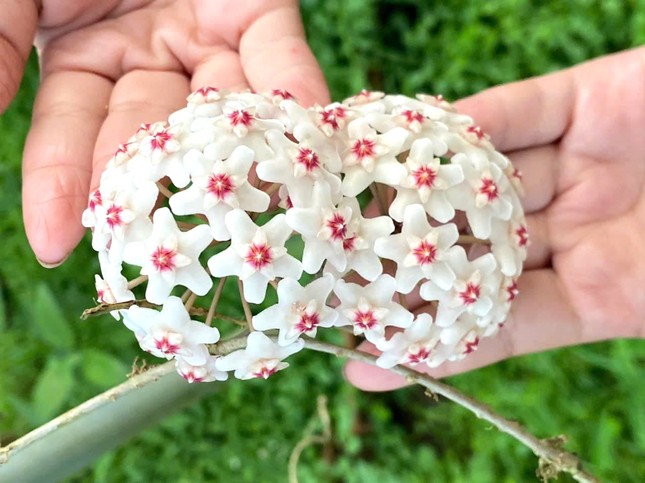 Chàng trai khởi nghiệp thành công từ 'loài hoa lạ’ - Ảnh 2