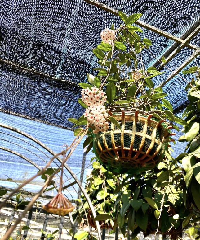 Chàng trai khởi nghiệp thành công từ 'loài hoa lạ’ - Ảnh 6