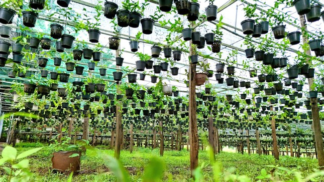 Chàng trai khởi nghiệp thành công từ 'loài hoa lạ’ - Ảnh 4