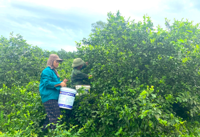 Chị nông dân nhẹ nhàng thu nửa tỷ đồng/năm nhờ trồng cây siêu trái "chưa ăn đã thèm" - Ảnh 1