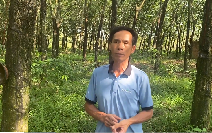 Anh nông dân nhẹ nhàng thu tiền tỷ nhờ trồng loại cây quý "đẻ ra vàng" - Ảnh 3