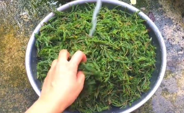 Cây dại mọc bờ bụi không ai ngó nay thành đặc sản dân phố "thích mê", 100.000 đồng/kg - Ảnh 3