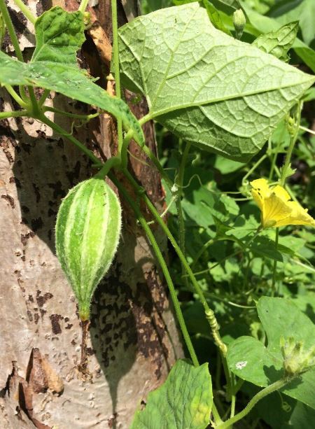 Cây dại mọc bờ bụi xưa không ai ăn, nay thành đặc sản dân phố săn lùng, 30.000 đồng/kg - Ảnh 3