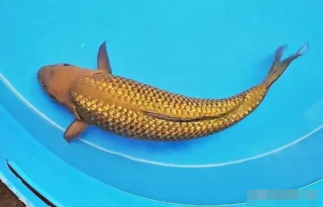 Cần thủ câu được con cá có lớp vảy ánh vàng lạ mắt, cư dân mạng trầm trồ: "Kim ngư đích thực là đây!" - Ảnh 2