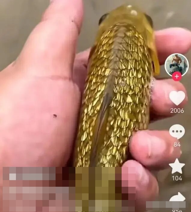 Cần thủ câu được con cá có lớp vảy ánh vàng lạ mắt, cư dân mạng trầm trồ: "Kim ngư đích thực là đây!" - Ảnh 1