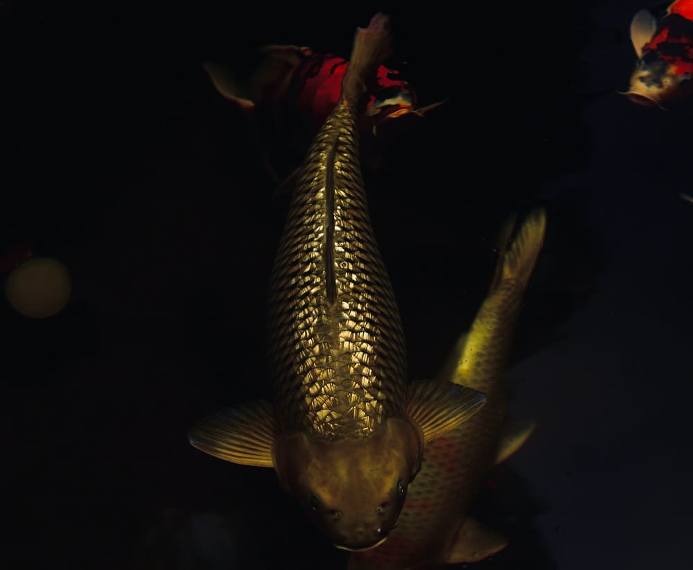 Cần thủ câu được con cá có lớp vảy ánh vàng lạ mắt, cư dân mạng trầm trồ: "Kim ngư đích thực là đây!" - Ảnh 3