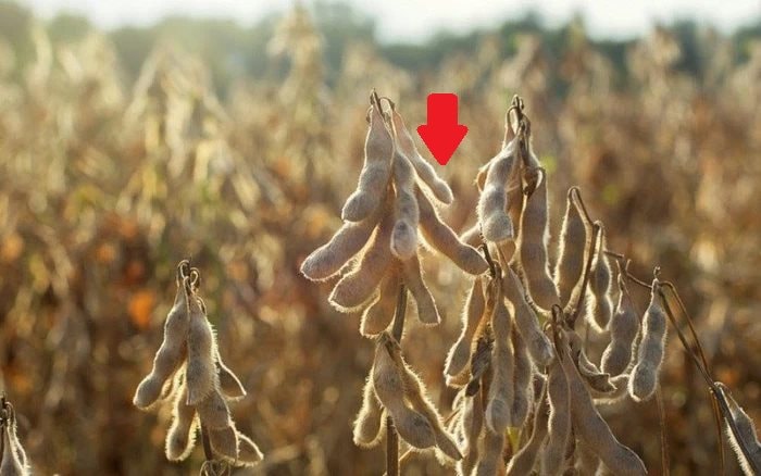 Một mặt hàng của Campuchia đổ bộ vào Việt Nam giúp người dân lãi chồng lãi, nhập khẩu tăng gần 800% - Ảnh 1