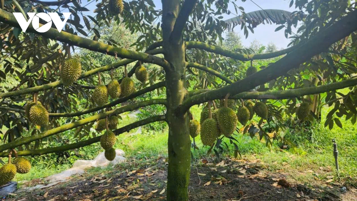 Tiền Giang: Đầu vụ trái sầu riêng giá rất cao nhưng khan hàng - Ảnh 1