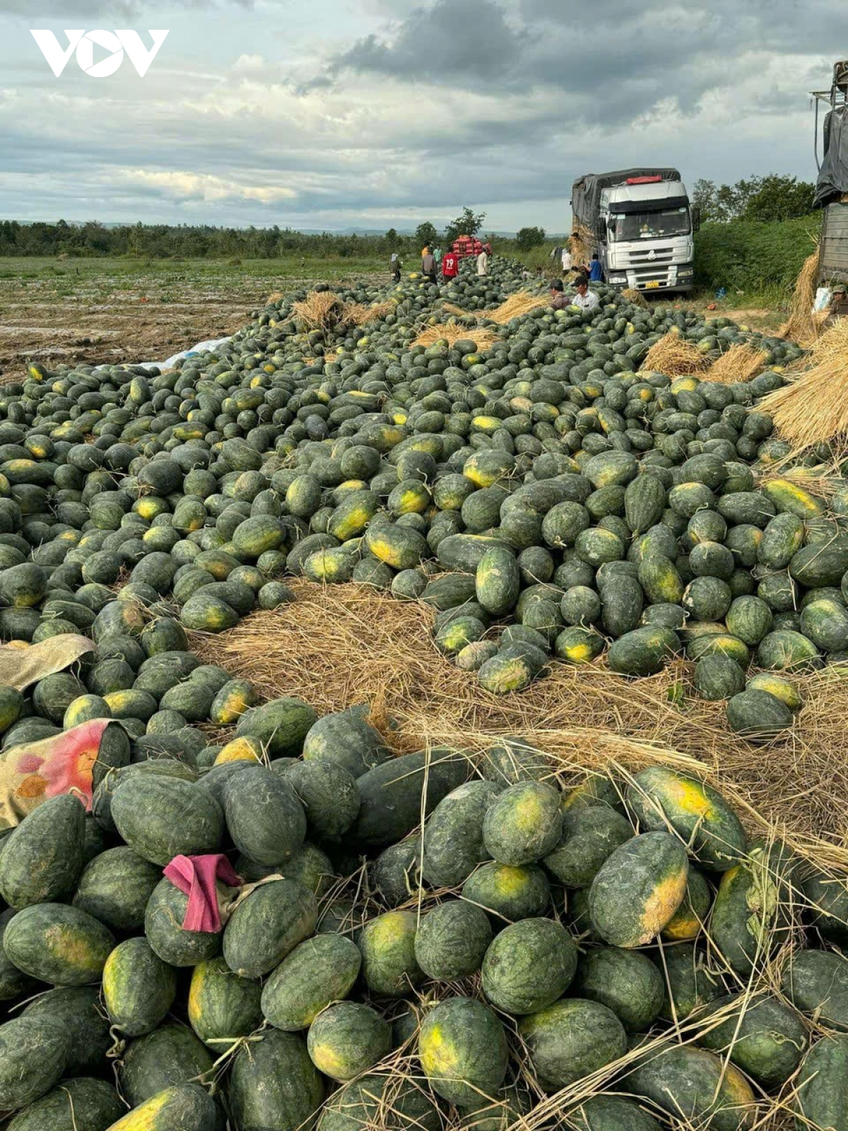 Dưa hấu mất mùa, mất giá khiến nhiều nông dân trắng tay - Ảnh 2