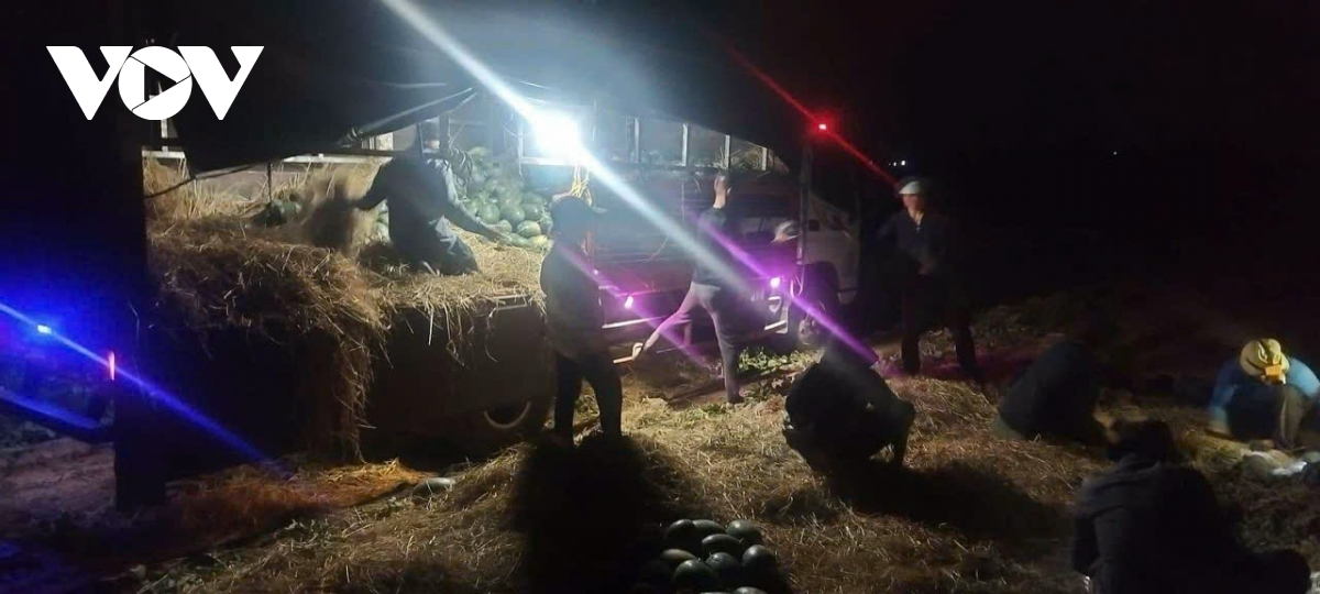 Dưa hấu mất mùa, mất giá khiến nhiều nông dân trắng tay - Ảnh 3