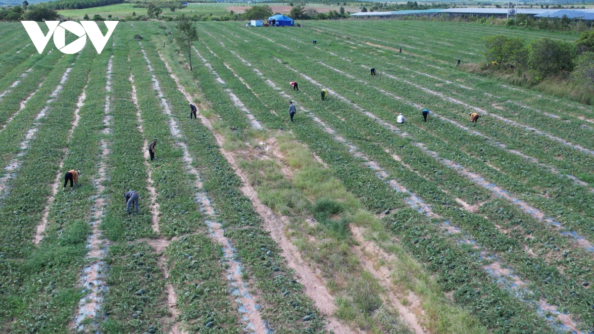 Dưa hấu mất mùa, mất giá khiến nhiều nông dân trắng tay - Ảnh 4