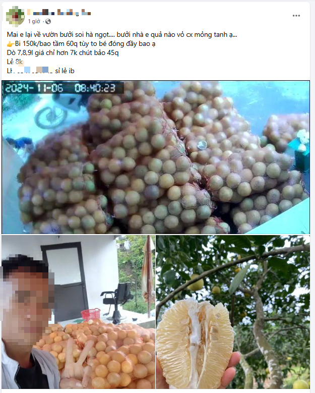 Sự thật đằng sau loại trái cây đặc sản mọng nước, dày mình, thanh mát được rao bán chưa đến 3.000 đồng/quả - Ảnh 3