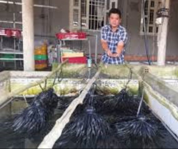 Thay đổi cách nuôi con chỉ sống trong bùn bằng dây nilon, anh nông dân thu lãi hàng trăm triệu - Ảnh 1