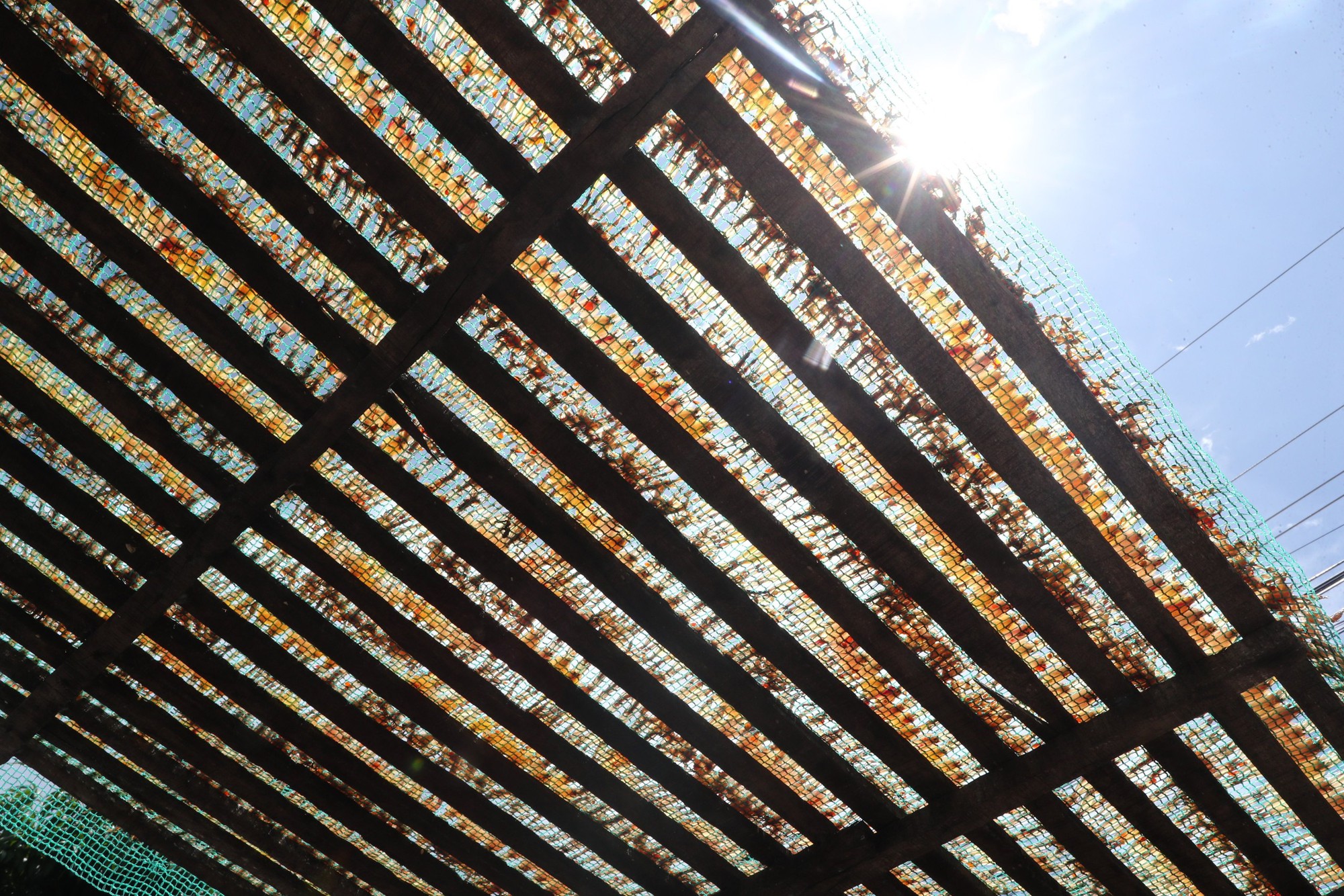 "Vũ nữ chân dài" đặc sản miền Tây vào mùa cao điểm, giá hơn nửa triệu 1kg vẫn hút khách - Ảnh 2