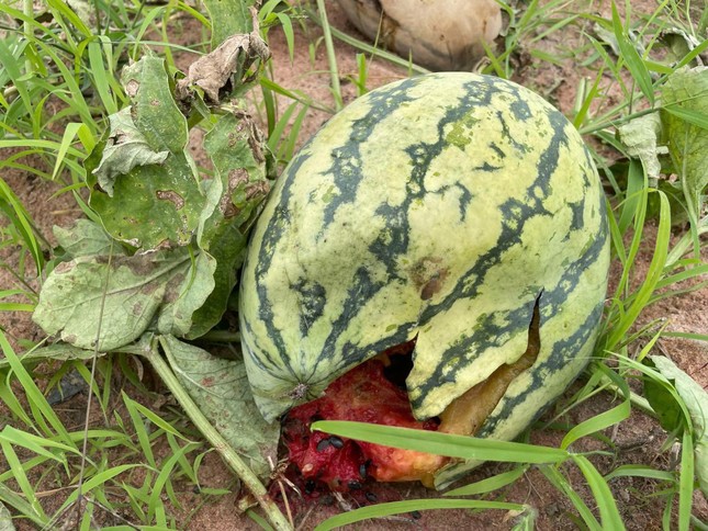 Xót cảnh dưa hấu cho bò ăn, vứt bỏ la liệt - Ảnh 7