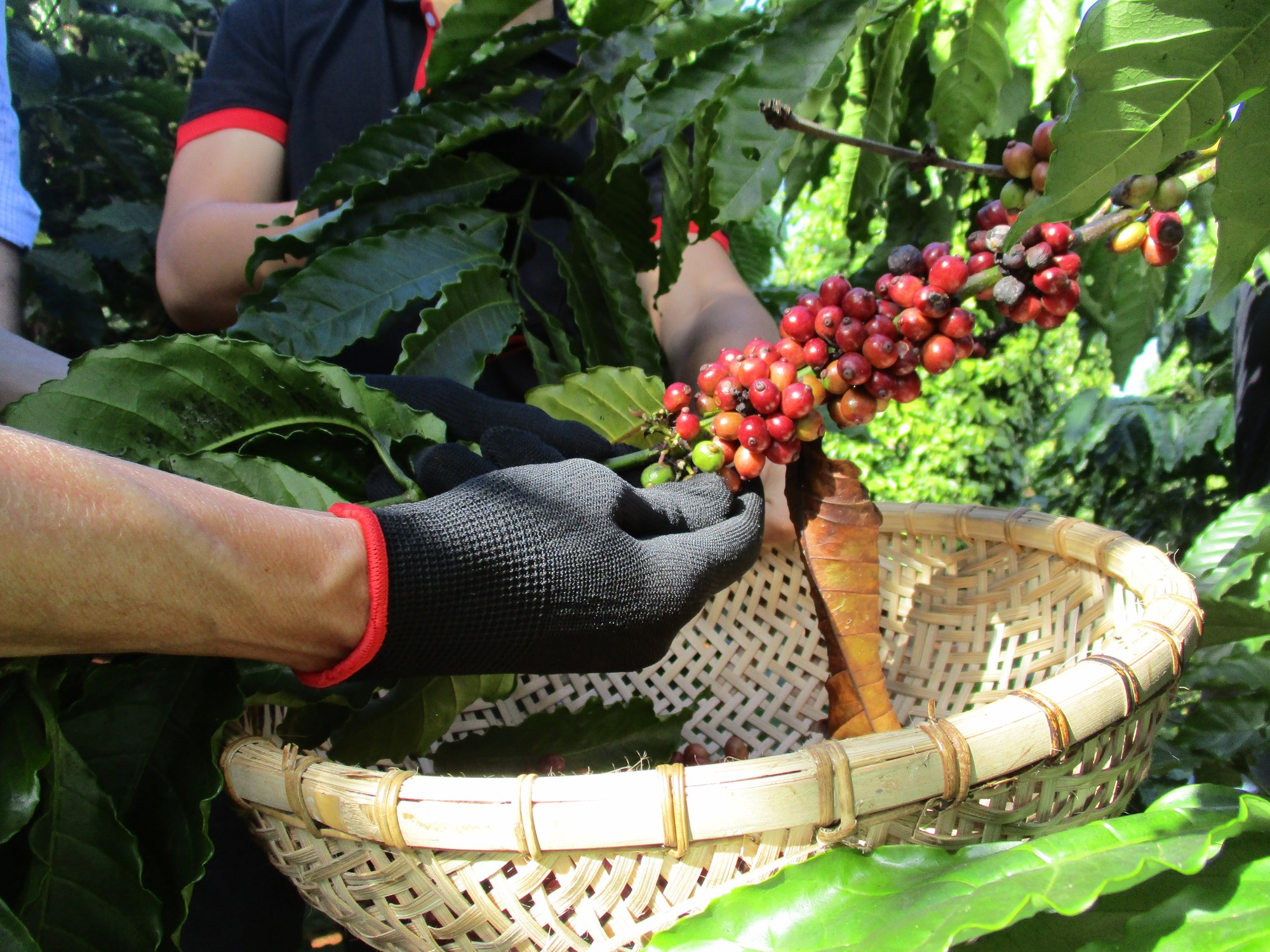 Đâu là nguyên nhân đẩy giá cà phê lên cao? - Ảnh 1