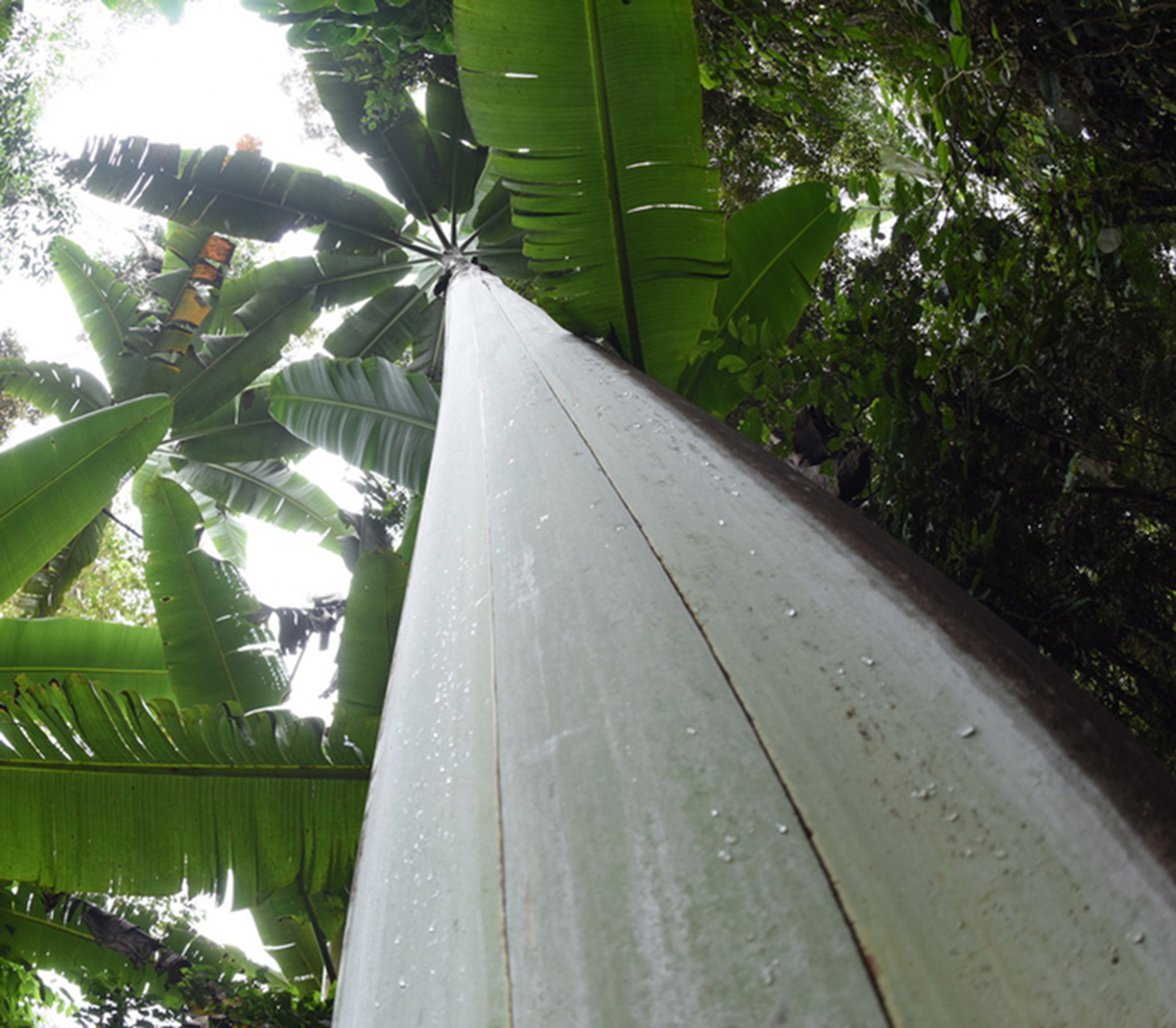 Giống chuối "khổng lồ" cao gần bằng tòa nhà 6 tầng, ăn một quả no cả ngày - Ảnh 2