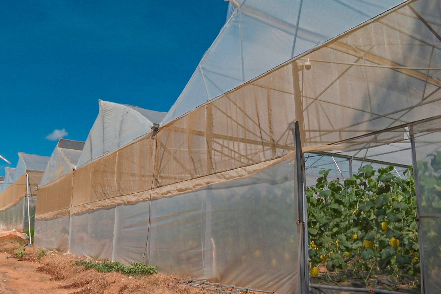 Trồng loại quả giúp giảm stress, mảnh vườn 1.000m2 cũng mang về hàng chục triệu đồng/tháng - Ảnh 4