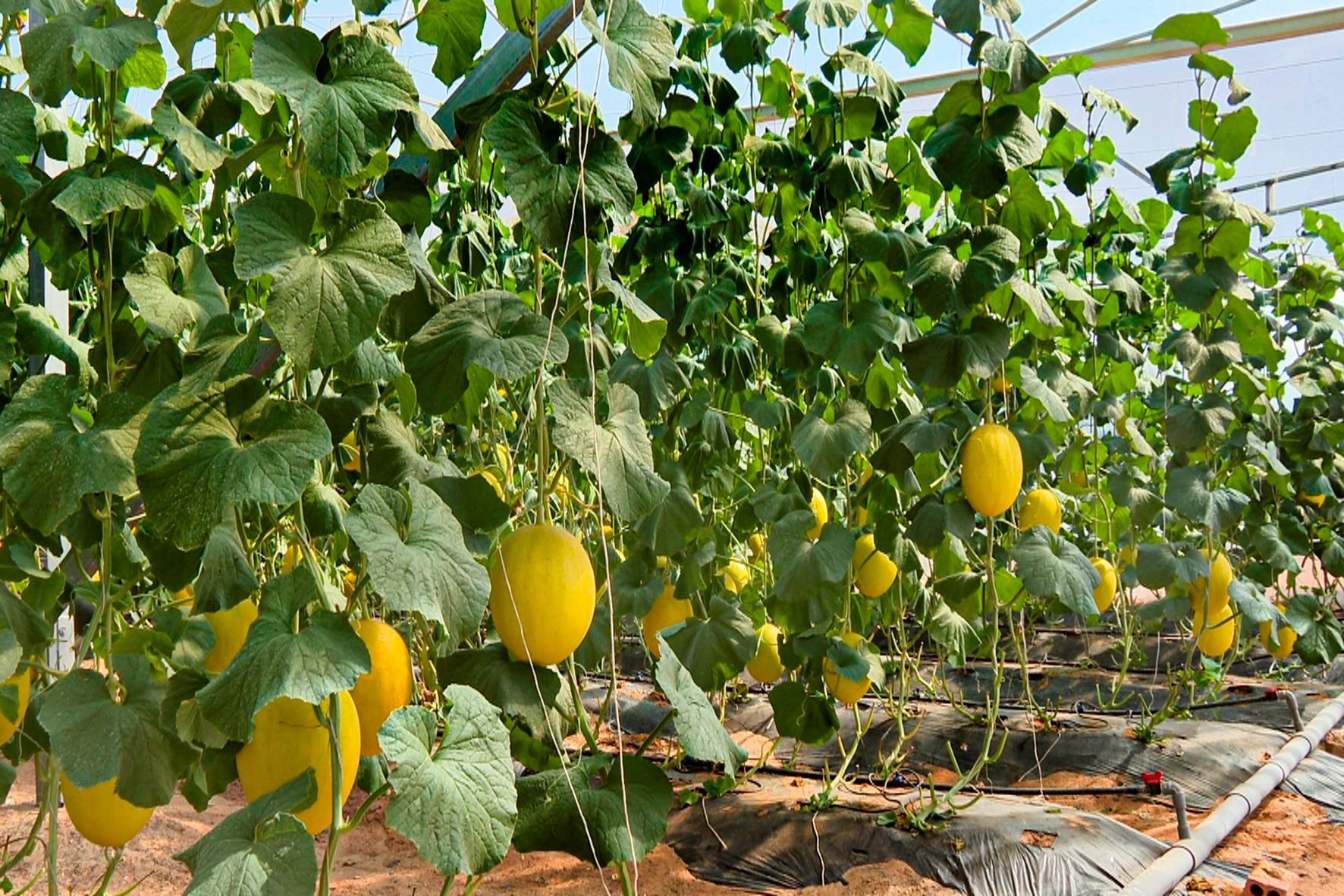 Trồng loại quả giúp giảm stress, mảnh vườn 1.000m2 cũng mang về hàng chục triệu đồng/tháng - Ảnh 3