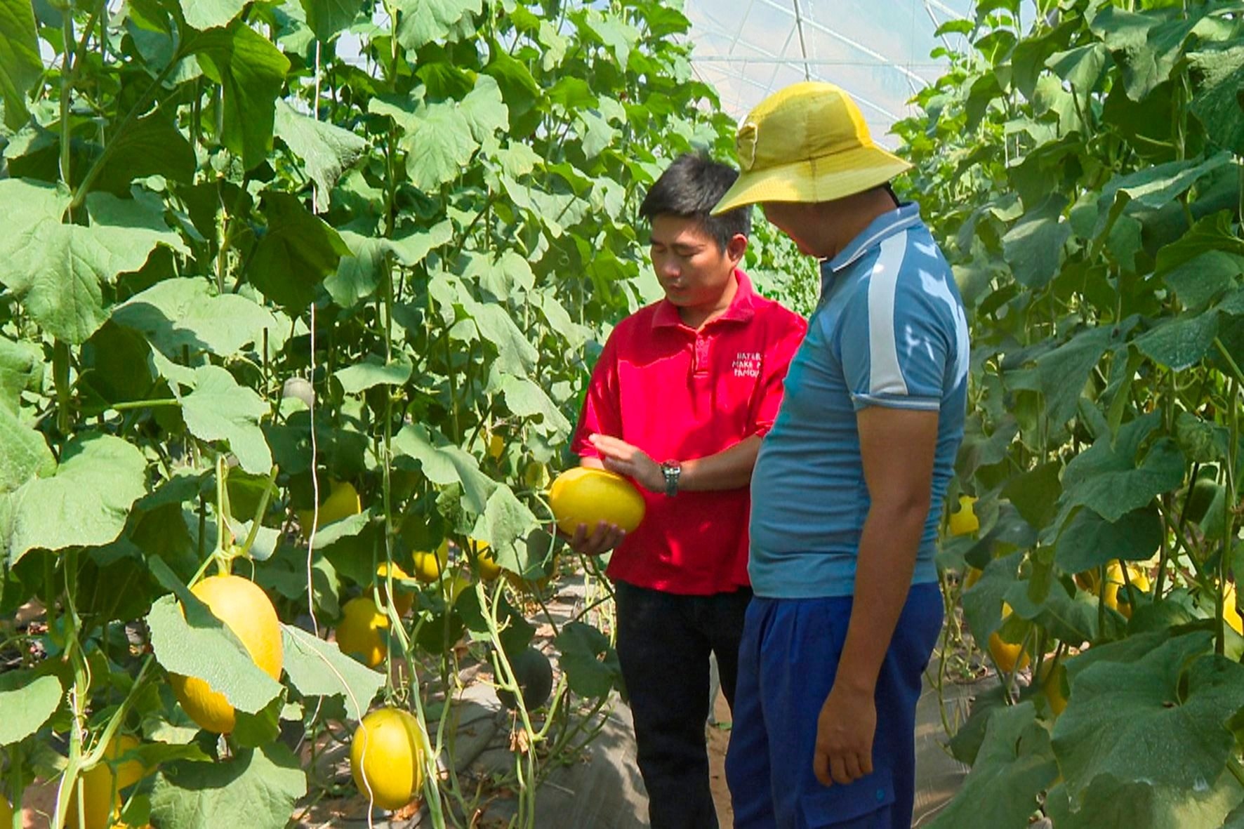 Trồng loại quả giúp giảm stress, mảnh vườn 1.000m2 cũng mang về hàng chục triệu đồng/tháng - Ảnh 1