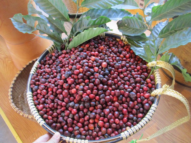 Giá cà phê lại tăng dựng đứng - Ảnh 1