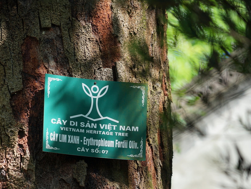 Báu vật tâm linh: Thế giới chỉ 2 nước có, Việt Nam sở hữu cá thể 700 tuổi, thuộc hàng Tứ Thiết quý hiếm - Ảnh 1