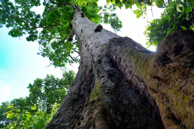 Báu vật tâm linh: Thế giới chỉ 2 nước có, Việt Nam sở hữu cá thể 700 tuổi, thuộc hàng Tứ Thiết quý hiếm - Ảnh 2