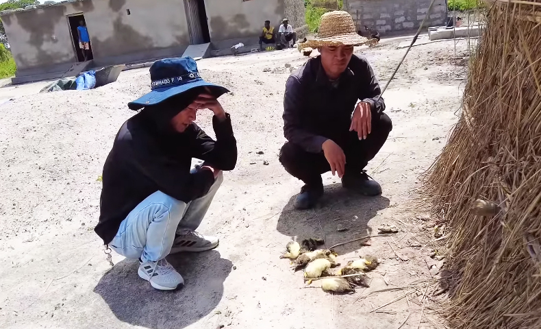 Ruộng lúa Việt Nam ở châu Phi bỗng mắc bệnh lạ, đàn ngan bị chết một nửa khiến chủ trang trại thẫn thờ - Ảnh 3