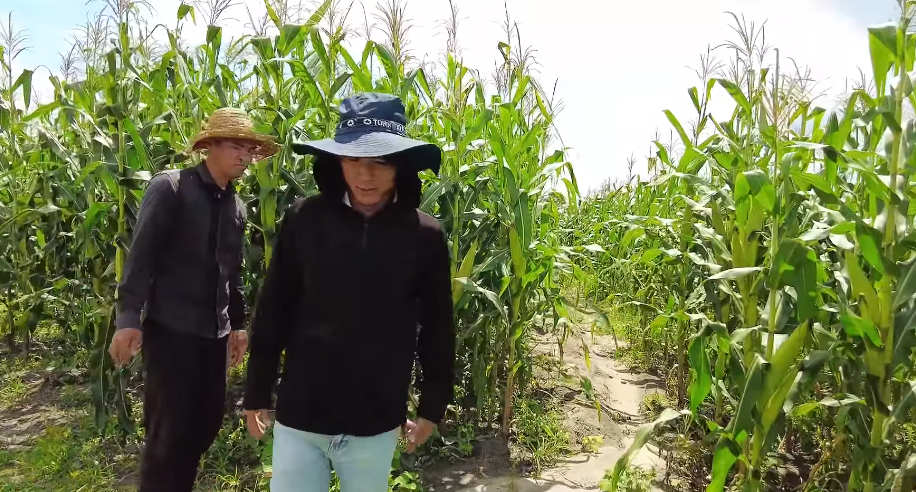 Ruộng lúa Việt Nam ở châu Phi bỗng mắc bệnh lạ, đàn ngan bị chết một nửa khiến chủ trang trại thẫn thờ - Ảnh 1