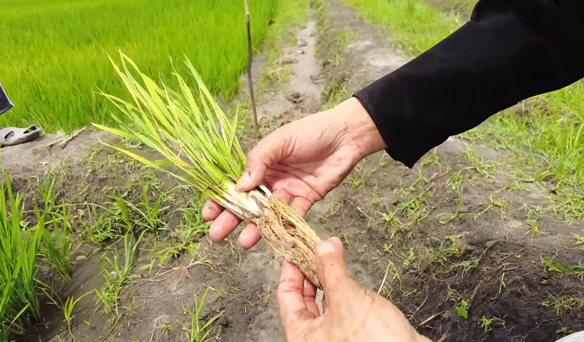 Ruộng lúa Việt Nam ở châu Phi bỗng mắc bệnh lạ, đàn ngan bị chết một nửa khiến chủ trang trại thẫn thờ - Ảnh 5