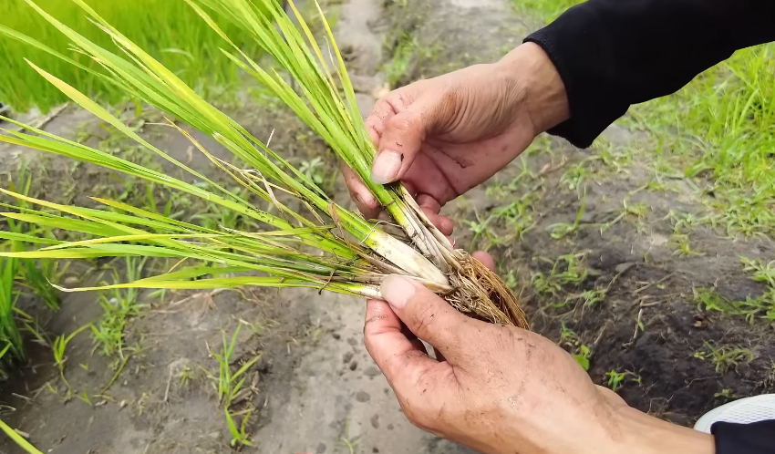 Ruộng lúa Việt Nam ở châu Phi bỗng mắc bệnh lạ, đàn ngan bị chết một nửa khiến chủ trang trại thẫn thờ - Ảnh 6