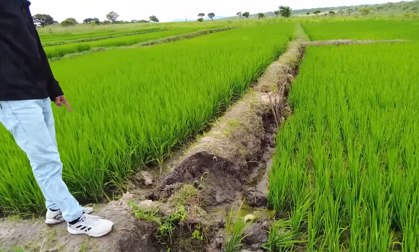 Ruộng lúa Việt Nam ở châu Phi bỗng mắc bệnh lạ, đàn ngan bị chết một nửa khiến chủ trang trại thẫn thờ - Ảnh 2