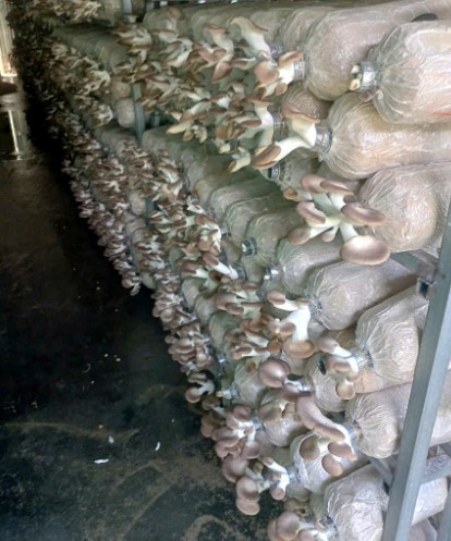 Mạnh dạn bẻ lái trồng loại cây "không lá", ông nông dân thu lãi 400 triệu/năm rất nhẹ nhàng - Ảnh 4