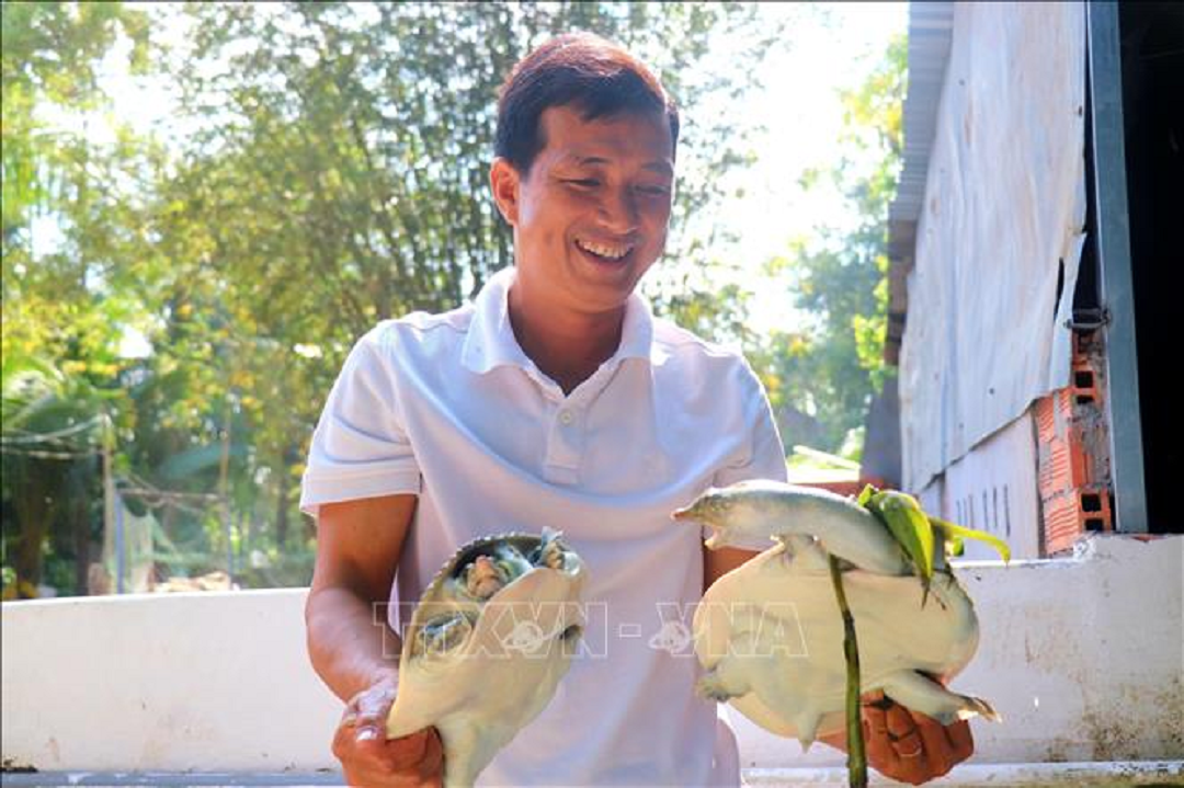 Mạnh dạn đầu tư nuôi loài "siêu to khổng lồ", anh nông dân nhẹ nhàng lãi 2 tỷ đồng - Ảnh 3