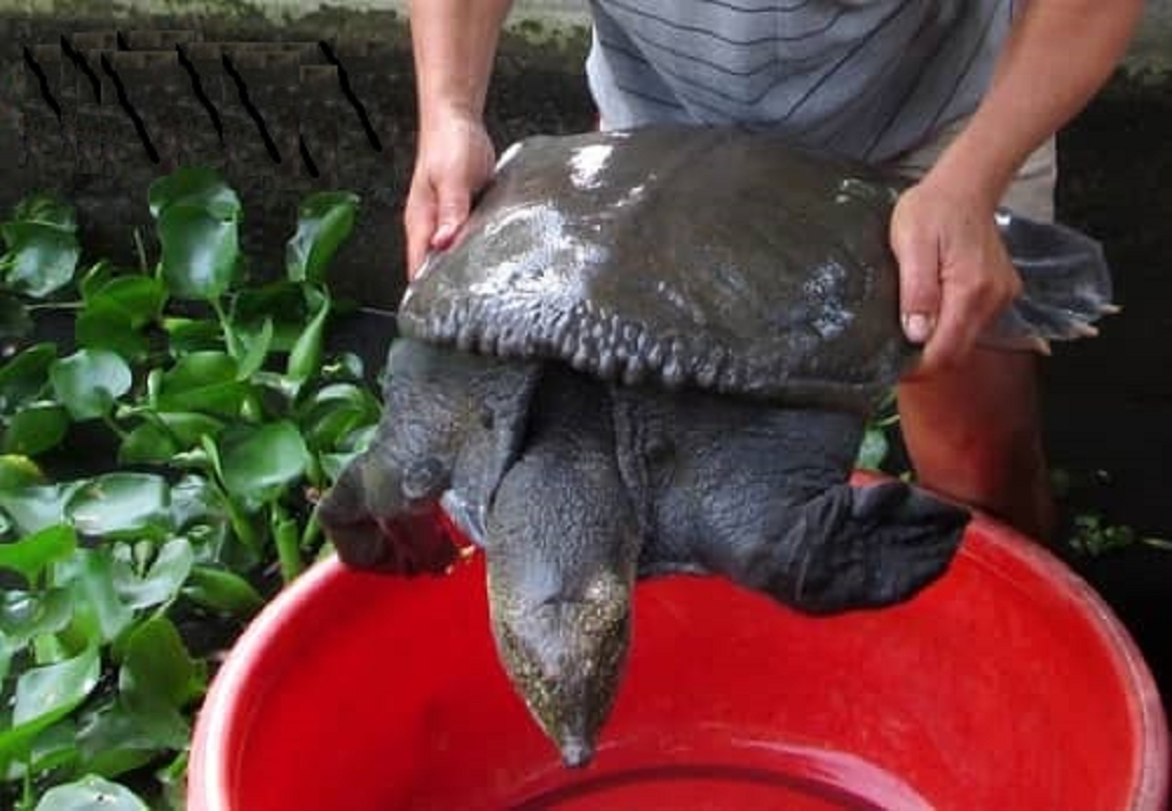 Mạnh dạn đầu tư nuôi loài "siêu to khổng lồ", anh nông dân nhẹ nhàng lãi 2 tỷ đồng - Ảnh 2