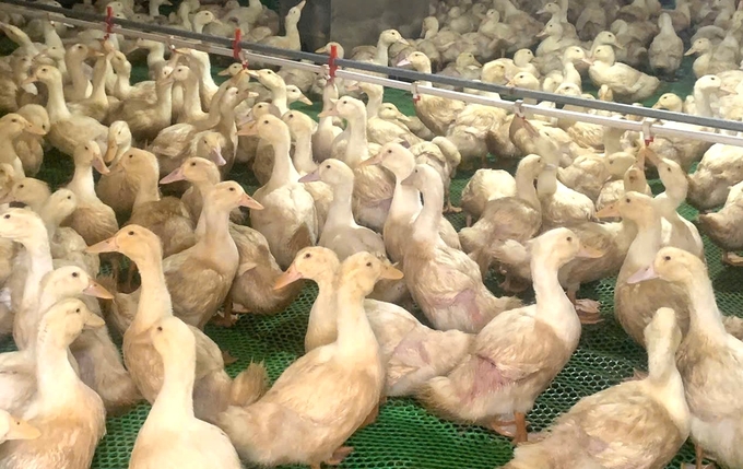 Mạnh dạn đầu tư nuôi con "dân nhậu thích mê", anh nông dân nhẹ nhàng lãi 600 triệu đồng - Ảnh 2